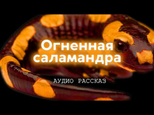 Огненная саламандра